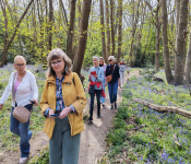 Bluebells Walk 2026